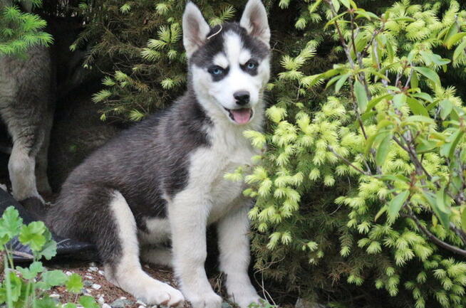 Szczeniaki Siberian Husky haskie niebieskookie