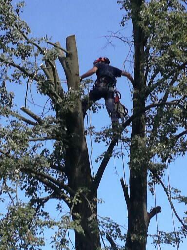 Wycinka drzew zrebkowanie gałęzi