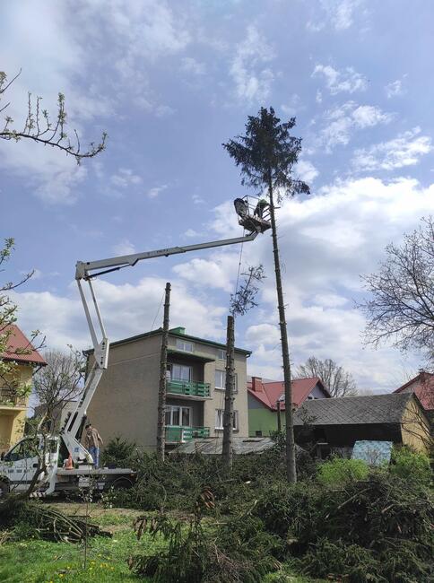 Ścinka wycinka drwal alpinista sekcyjna scinka drzew