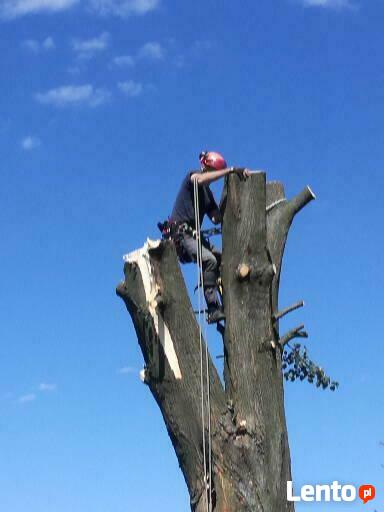 Wycinka drzew zrebkowanie gałęzi