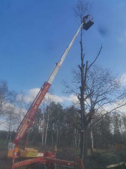 Wycinka drzew zrebkowanie gałęzi