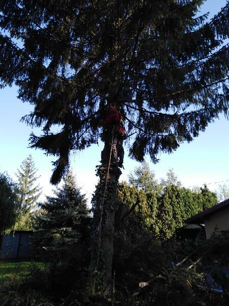 Ścinka wycinka drwal alpinista sekcyjna scinka drzew