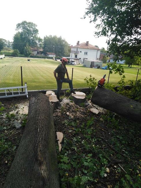 Ścinka wycinka drwal alpinista sekcyjna scinka drzew