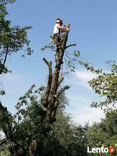 Wycinka drzew zrebkowanie gałęzi
