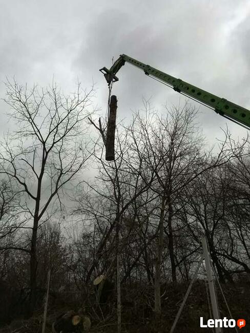 Wycinka drzew zrebkowanie gałęzi