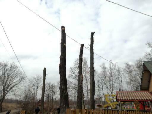 Ścinka wycinka drwal alpinista sekcyjna scinka drzew