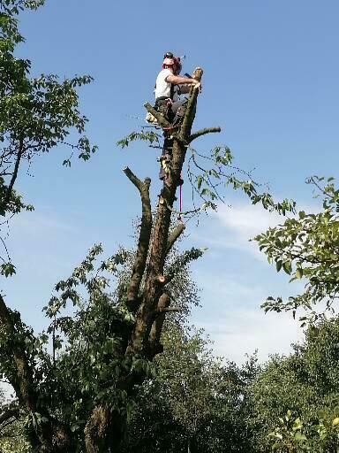 Ścinka wycinka drwal alpinista sekcyjna scinka drzew