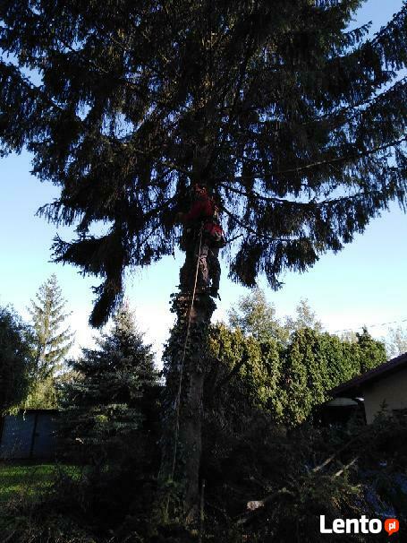 Wycinka drzew zrebkowanie gałęzi