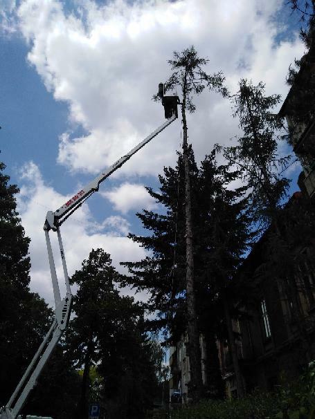 Wycinka drzew zrebkowanie gałęzi