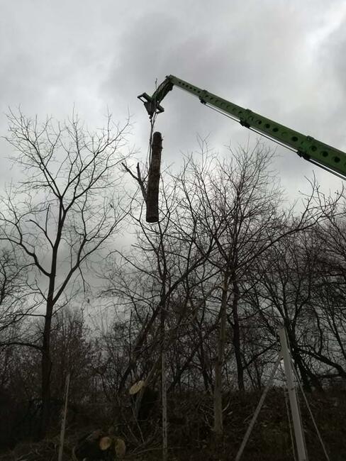 Ścinka wycinka drwal alpinista sekcyjna scinka drzew
