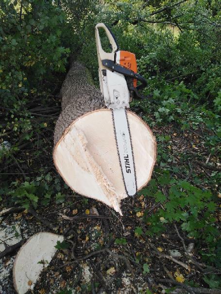 Ścinka wycinka drwal alpinista sekcyjna scinka drzew