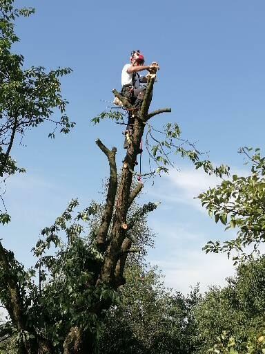 Wycinka drzew zrebkowanie gałęzi