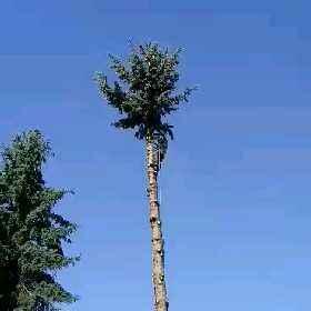 frez do pni wycinka drzew rębak do galezi