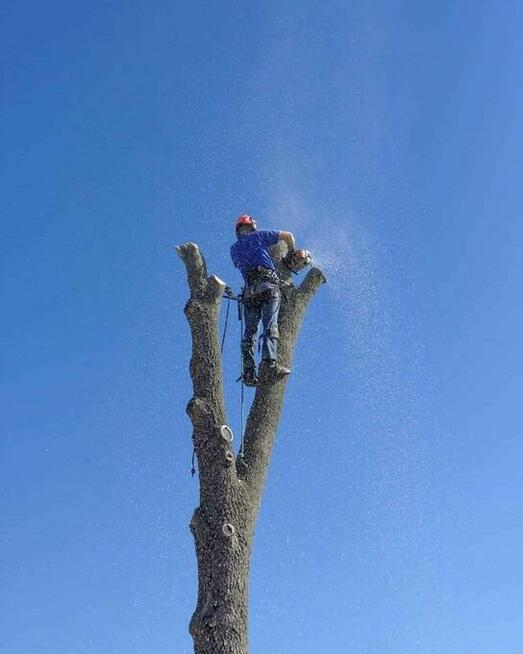 frez do pni wycinka drzew rębak do galezi