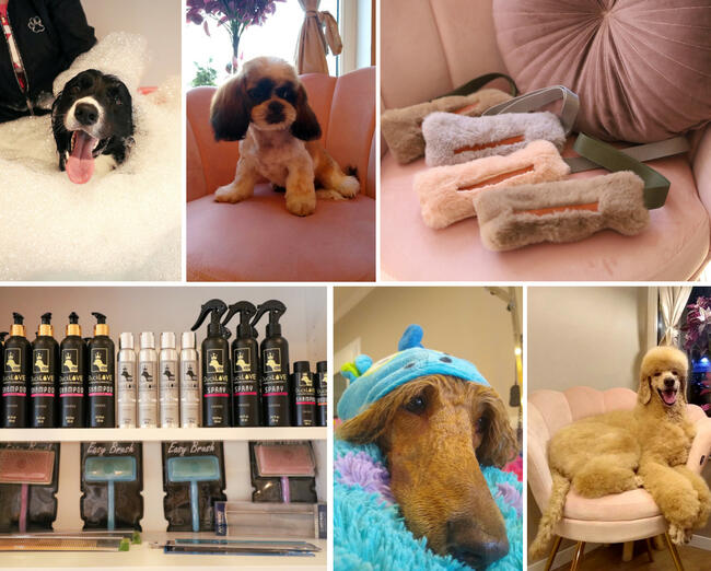 Psi Fryzjer, salon pielęgnacji psów, Groomer, Poznań