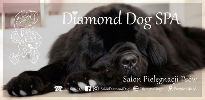 Psi Fryzjer, salon pielęgnacji psów, Groomer, Poznań