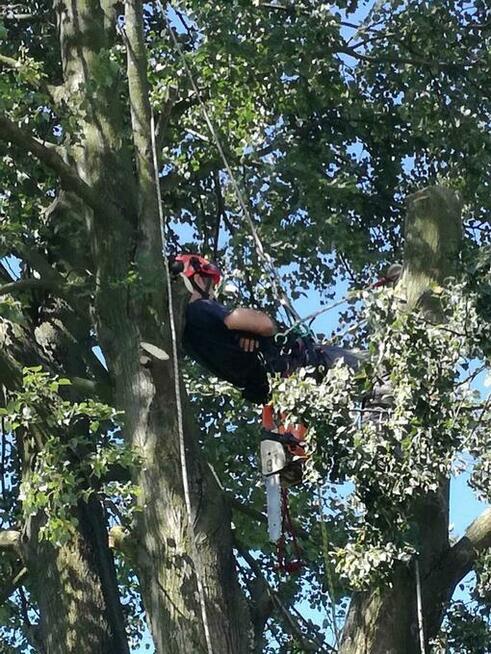 frez do pni wycinka drzew rębak do galezi