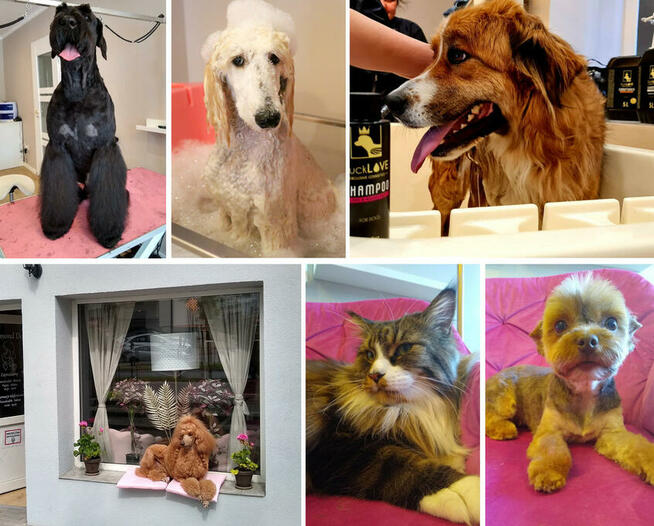 Psi Fryzjer, salon pielęgnacji psów, Groomer, Poznań