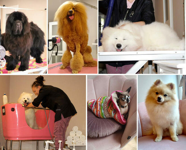 Psi Fryzjer, salon pielęgnacji psów, Groomer, Poznań