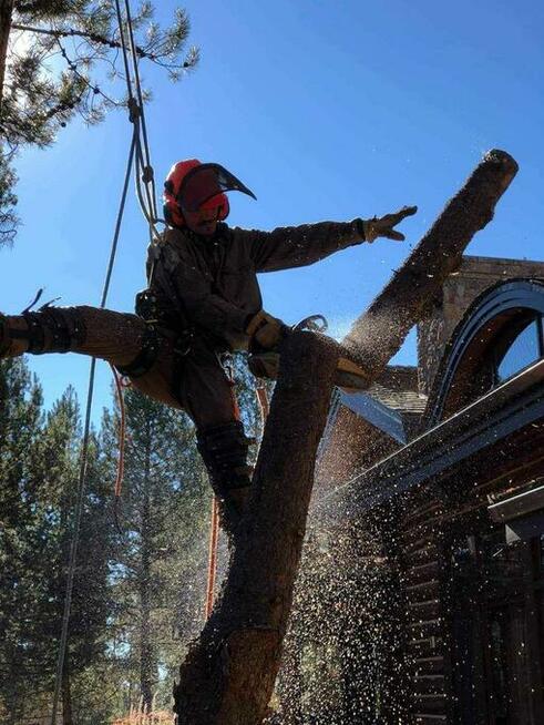 frez do pni wycinka drzew rębak do galezi