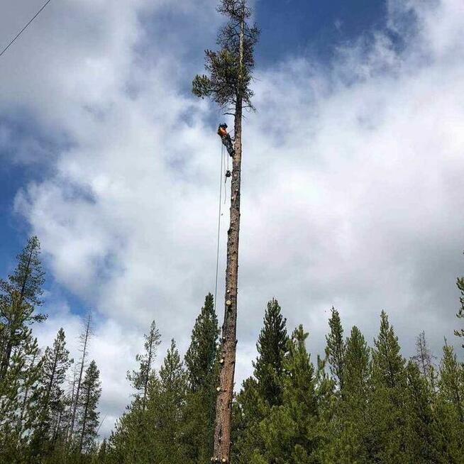 frez do pni wycinka drzew rębak do galezi