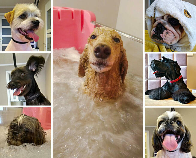 Psi Fryzjer, salon pielęgnacji psów, Groomer, Poznań