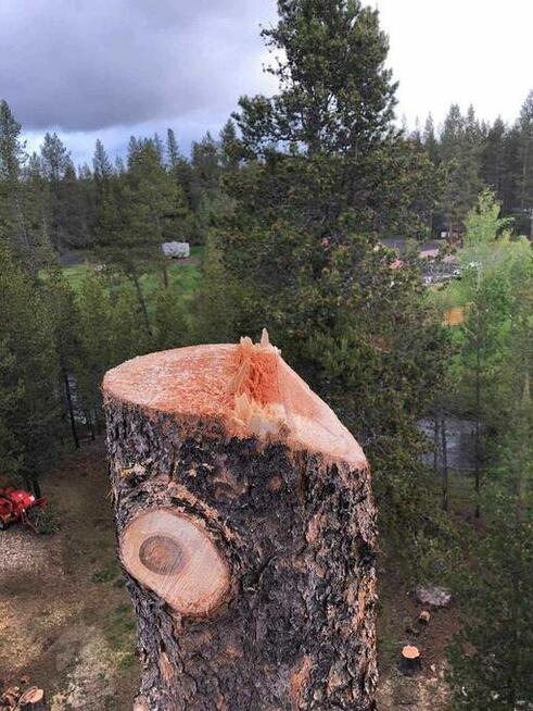 frez do pni wycinka drzew rębak do galezi