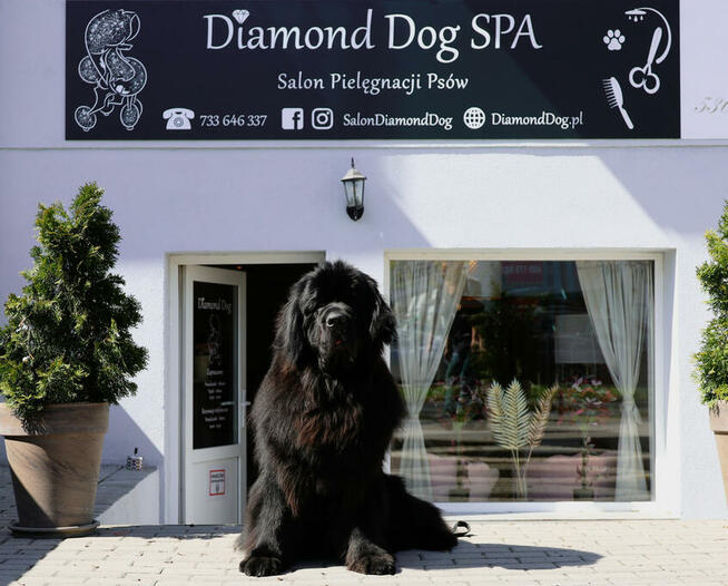 Psi Fryzjer, salon pielęgnacji psów, Groomer, Poznań