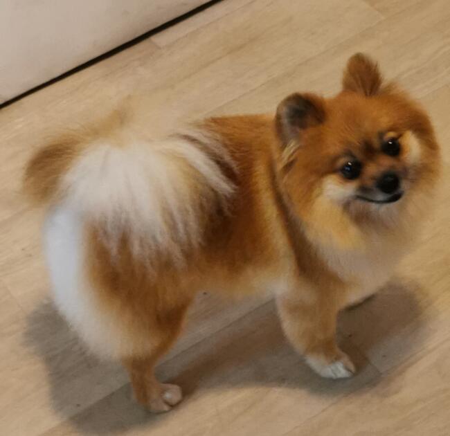 Psi fryzjer groomer strzyżenie psów -Poznań Rataje 508132952