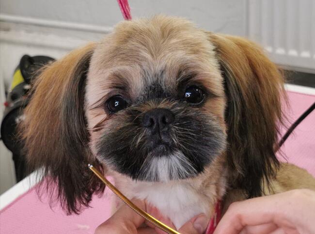 Psi fryzjer groomer strzyżenie psów -Poznań Rataje 508132952