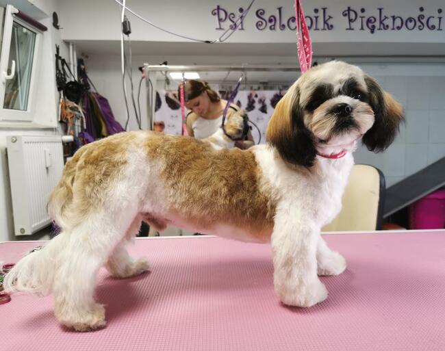 Psi fryzjer groomer strzyżenie psów -Poznań Rataje 508132952