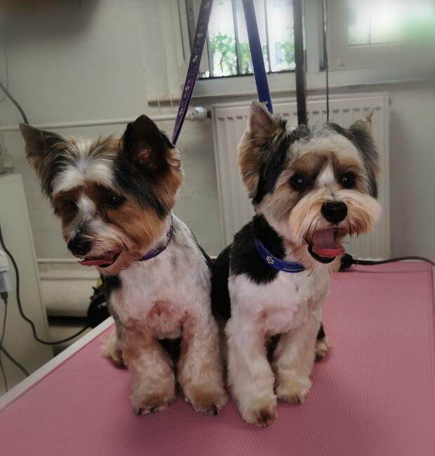 Psi fryzjer groomer strzyżenie psów -Poznań Rataje 508132952