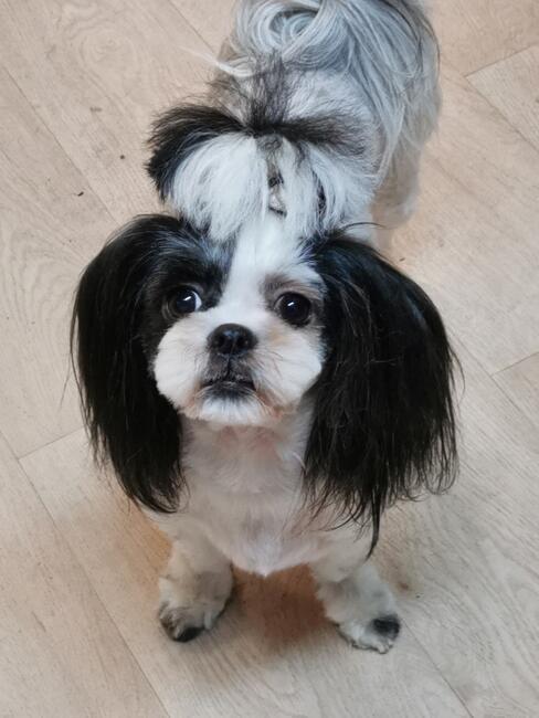 Psi fryzjer groomer strzyżenie psów -Poznań Rataje 508132952