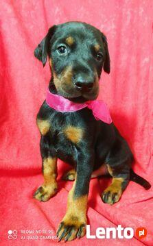 Szczenięta Doberman sprzedam