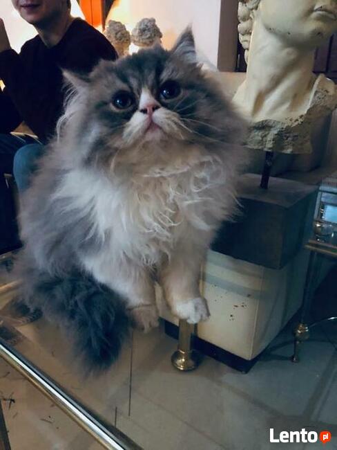 Persy! Kocięta perskie!