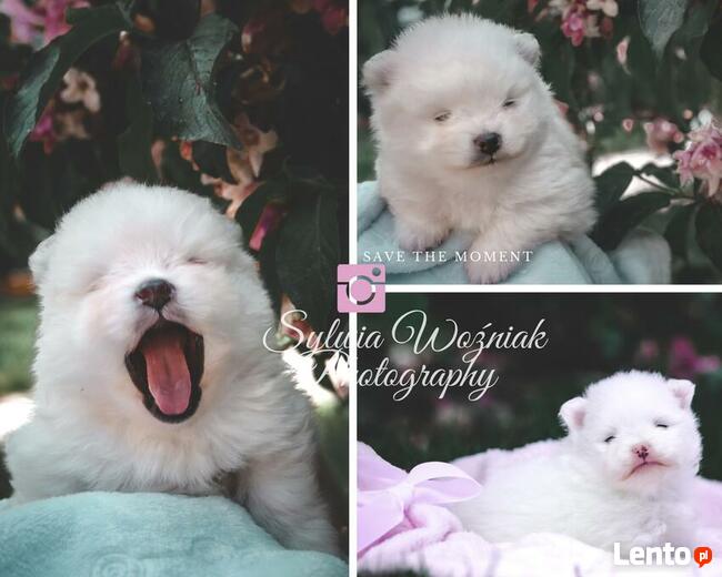 Pomeranian FCI ZKwP szpic miniaturowy