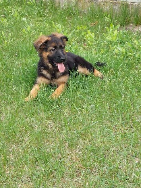 Owczarek niemiecki długowłosy