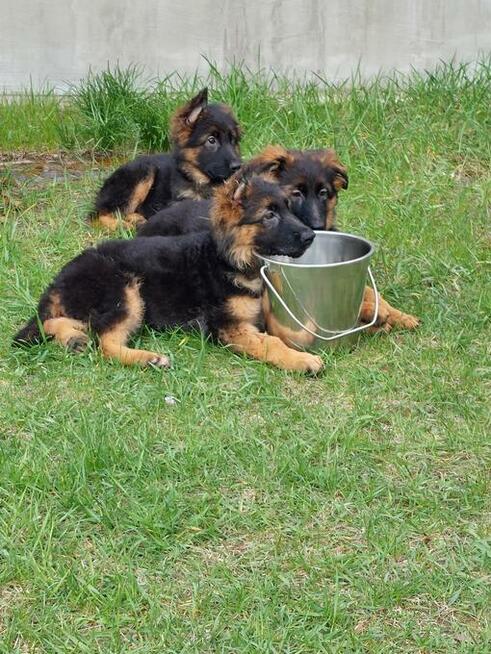 Owczarek niemiecki długowłosy