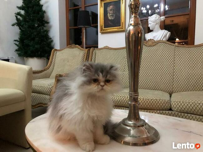 Persy! Kocięta perskie!