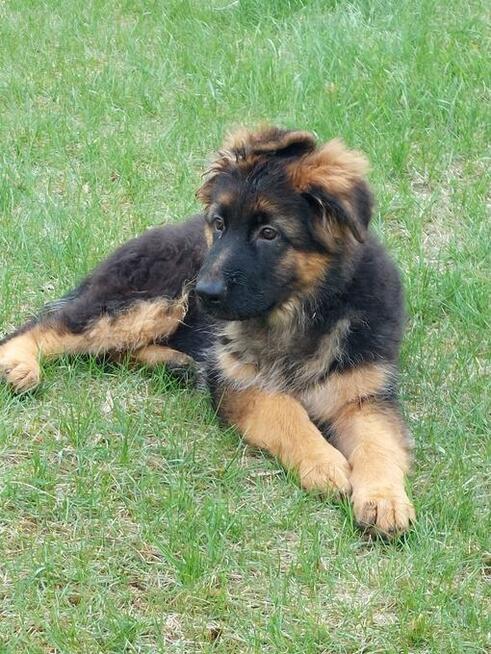 Owczarek niemiecki długowłosy