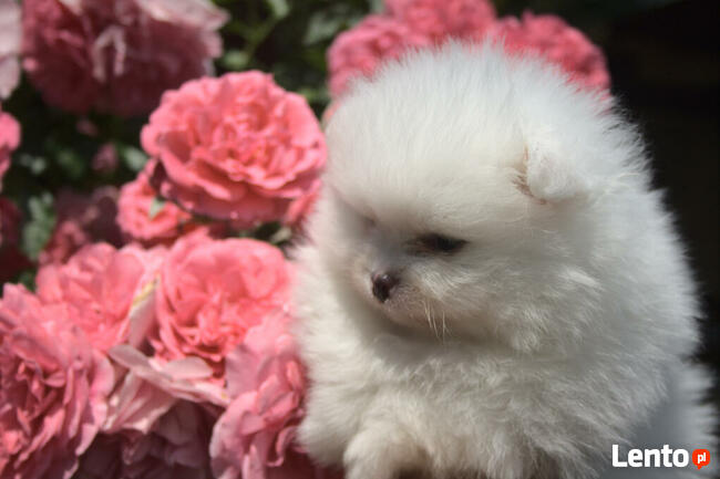 Pomeranian FCI ZKwP szpic miniaturowy