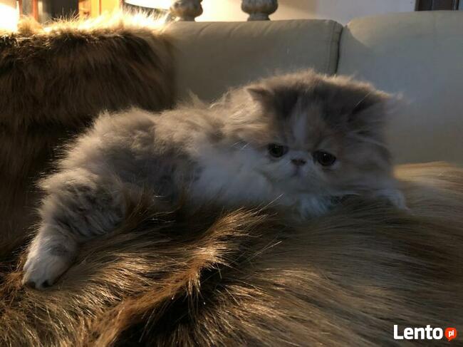 Persy! Kocięta perskie!