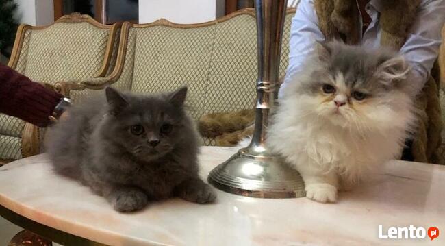 Persy! Kocięta perskie!