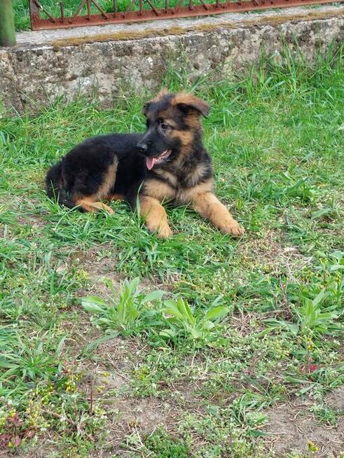 Owczarek niemiecki długowłosy