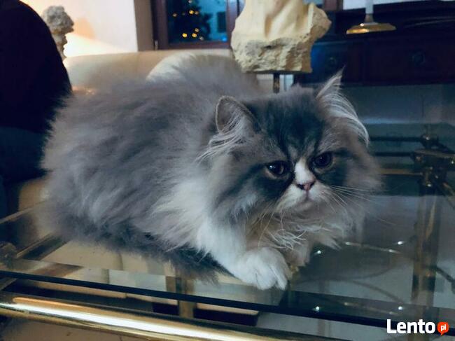 Persy! Kocięta perskie!