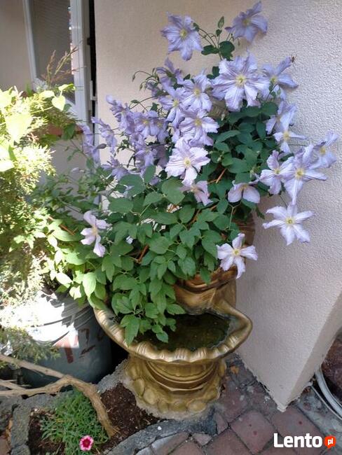 Maj-Noclegi Władysławowo tel.512344279 Tanie noclegi w Maju