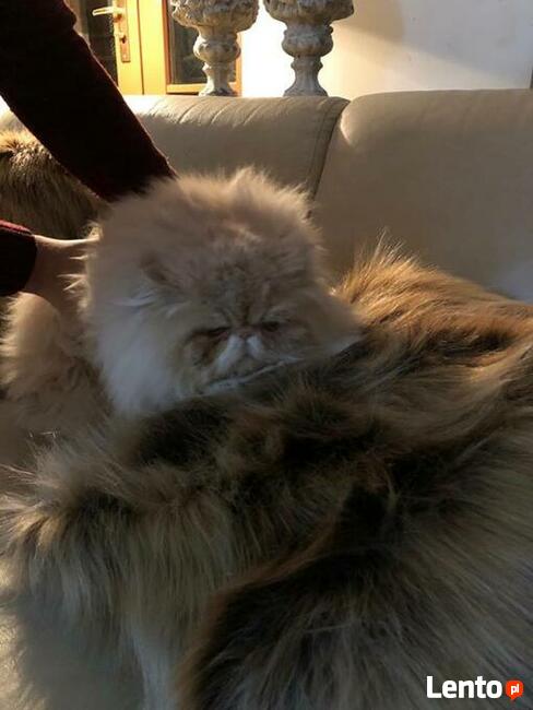 Persy! Kocięta perskie!