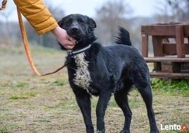 Oxan z Ukrainy - przyjazny amator długich spacerów