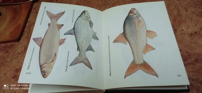 Abc wędkarza stan jak nowy sprzedam