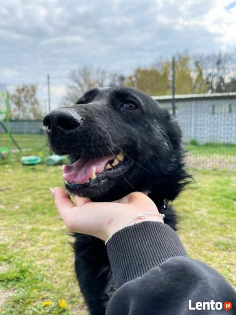 Oxan z Ukrainy - przyjazny amator długich spacerów